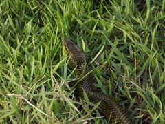 Colubridae
