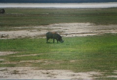 Phacochoerus africanus