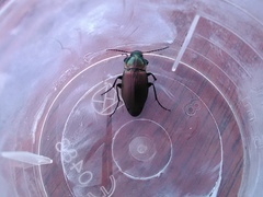 Poecilus cupreus