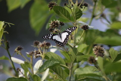 Graphium angolanus angolanus