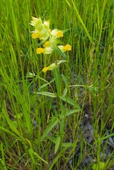 Rhinanthus serotinus