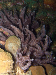 Capnella gaboensis