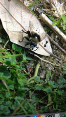 Merodon equestris