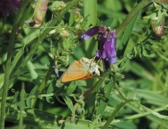 Thymelicus sylvestris