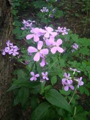 Hesperis matronalis