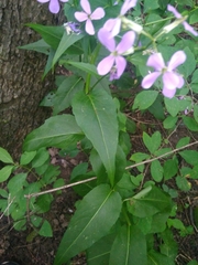 Hesperis matronalis