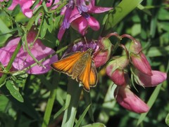 Thymelicus sylvestris