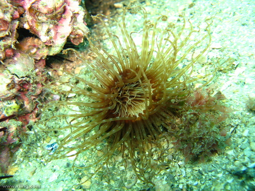 Pachycerianthus delwynae Carter, 1995