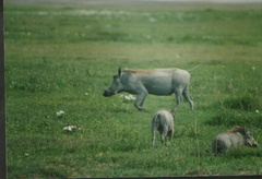 Phacochoerus africanus