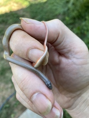 Tantilla