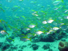 Schuettea scalaripinnis