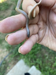 Tantilla