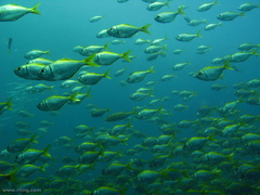 Schuettea scalaripinnis