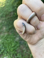 Tantilla