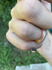 Tantilla