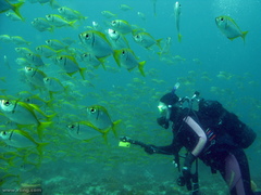 Schuettea scalaripinnis