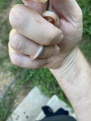 Tantilla