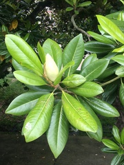 Magnolia