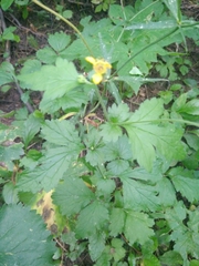 Geum urbanum