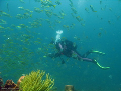 Schuettea scalaripinnis