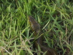 Colubridae