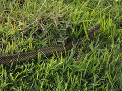Colubridae