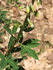 Cytisus nigricans