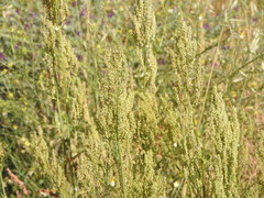 Rumex papillaris