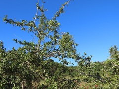 Secamone