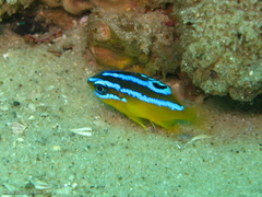 Mecaenichthys immaculatus