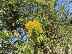 Senecio pleistocephalus