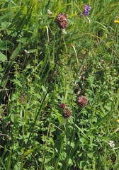 Allium sphaerocephalon