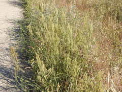 Rumex papillaris