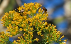 Senecio pleistocephalus