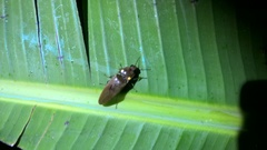 Pyrophorus