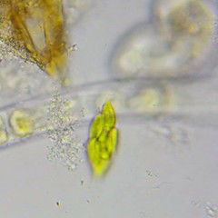 Chlorogonium