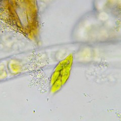 Chlorogonium