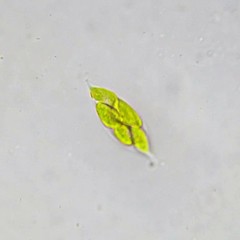 Chlorogonium