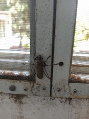 Susuacanga stigmatica