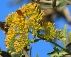 Senecio pleistocephalus