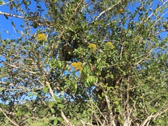 Senecio pleistocephalus