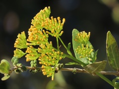 Senecio pleistocephalus