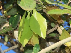 Senecio pleistocephalus