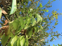 Senecio pleistocephalus