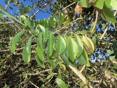 Senecio pleistocephalus