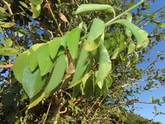 Senecio pleistocephalus