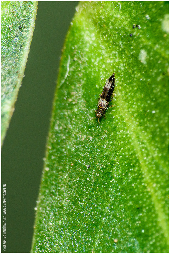 Caliothripidae