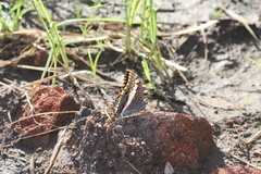 Charaxes