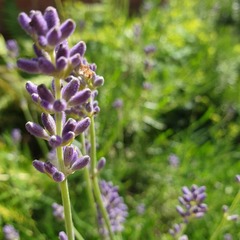 Lavandula angustifolia