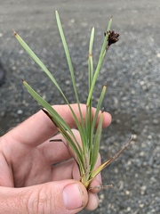 Juncus falcatus